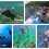 7 Spot Snorkeling Favorite di Nusa Penida