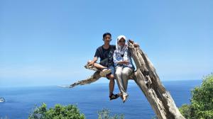 Pohon Cinta