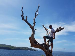 Pohon Cinta